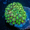 Florida Ricordea Mushroom - riptide aquaculture llc