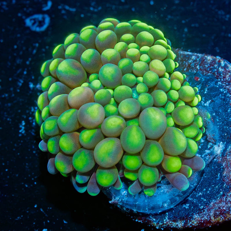 Florida Ricordea Mushroom