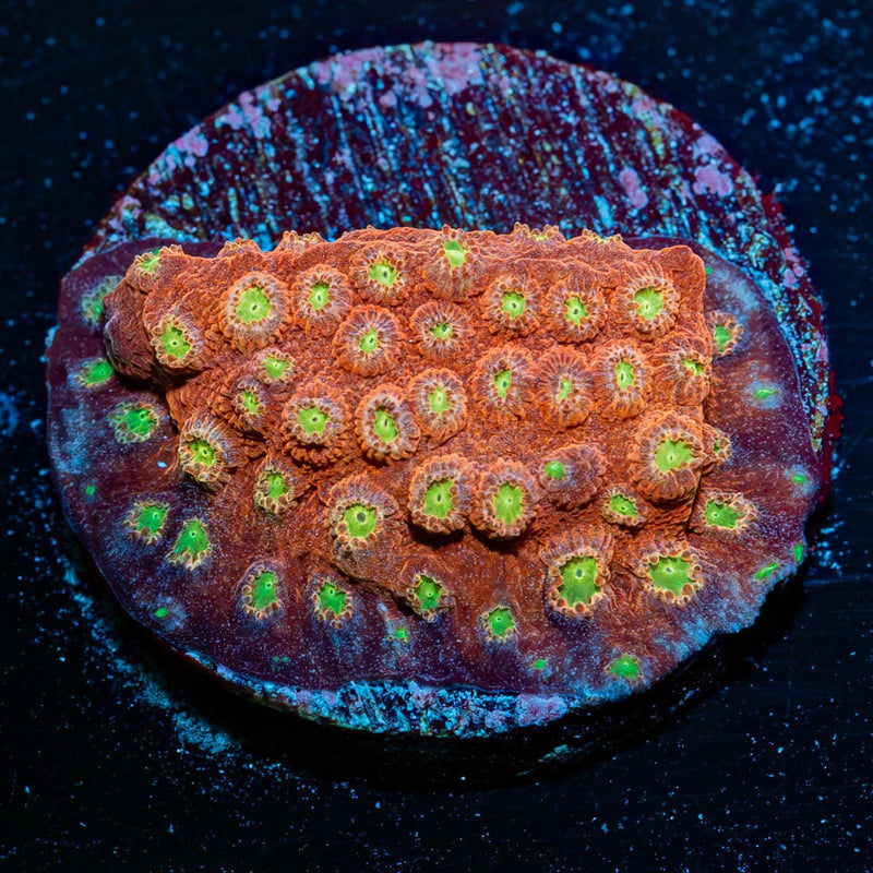 BLing Bling Cyphastrea