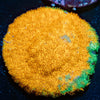 WaterMelon Psammocora - riptide aquaculture llc