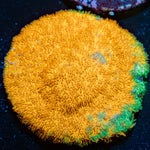 WaterMelon Psammocora - riptide aquaculture llc