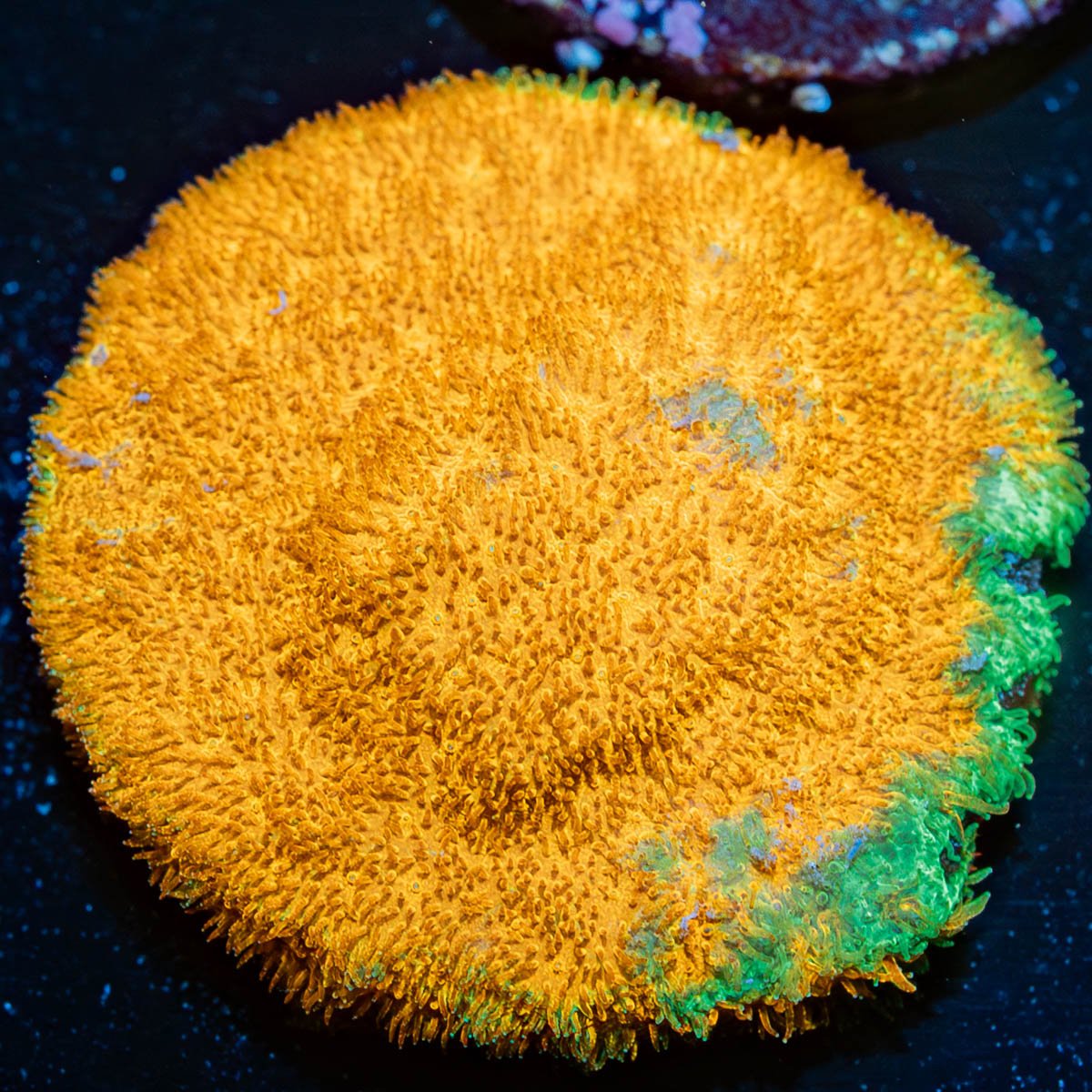 WaterMelon Psammocora - riptide aquaculture llc