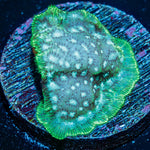 Frozen Mint Pavona - riptide aquaculture llc