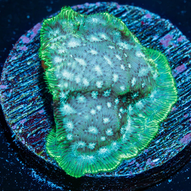 Frozen Mint Pavona