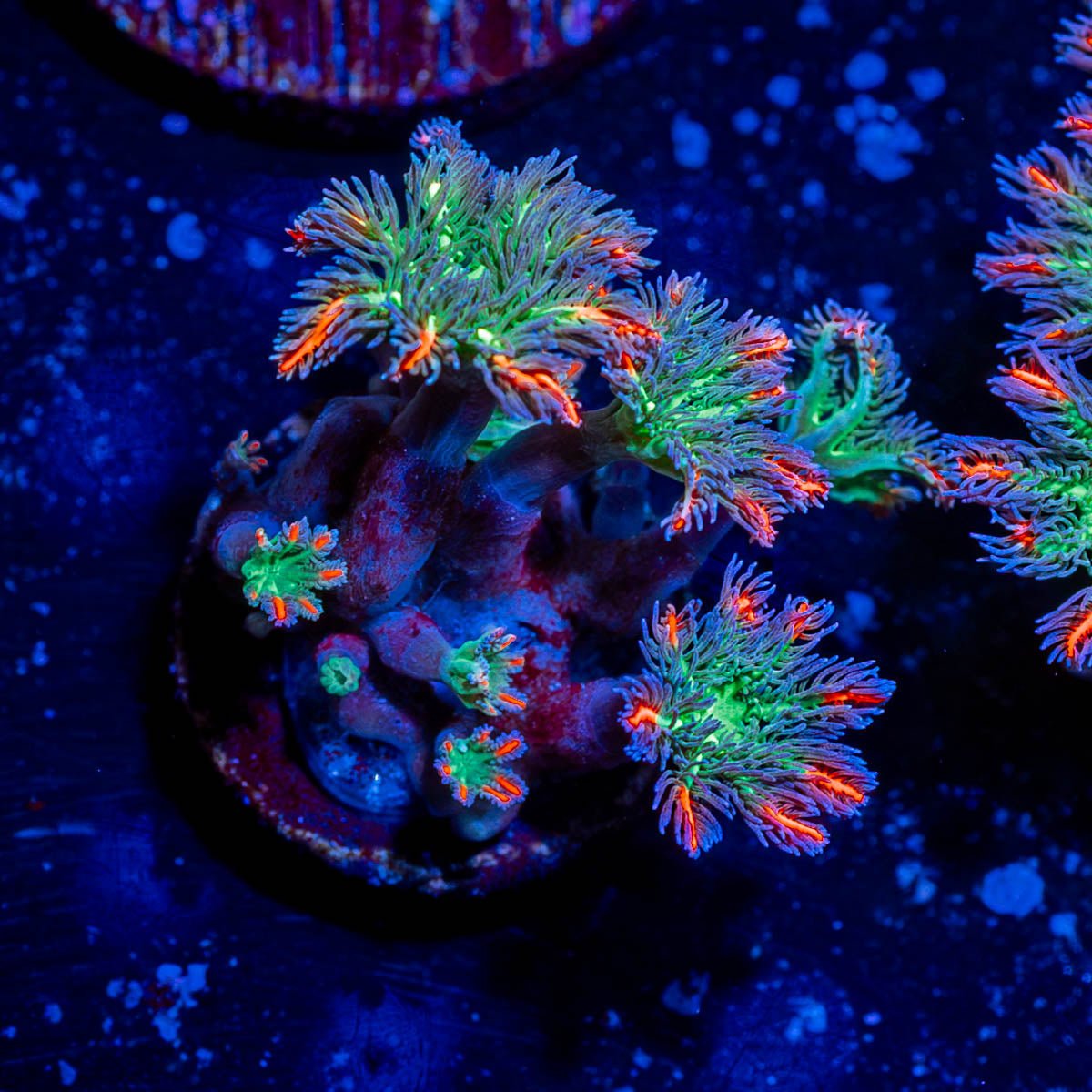 JF Ass Krack Zoanthid - riptide aquaculture llc