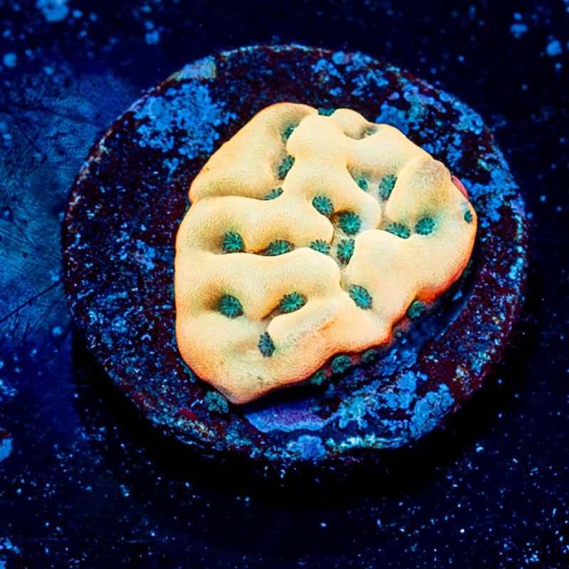 Beach Bum Montipora