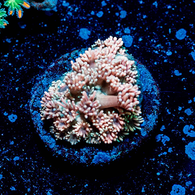 Hunch Punch Goniopora