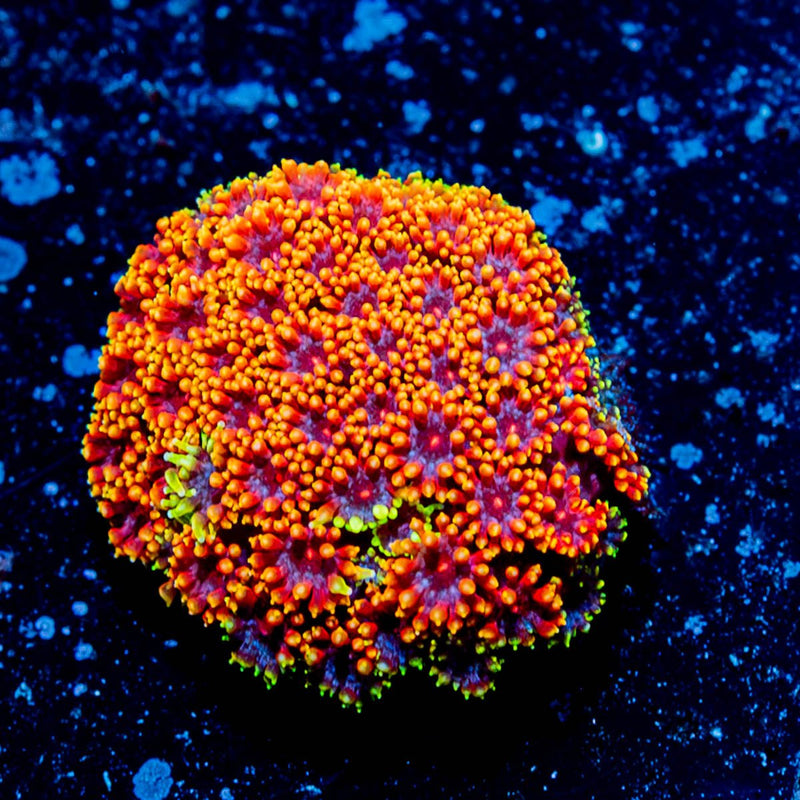 Rainbow bardanapora