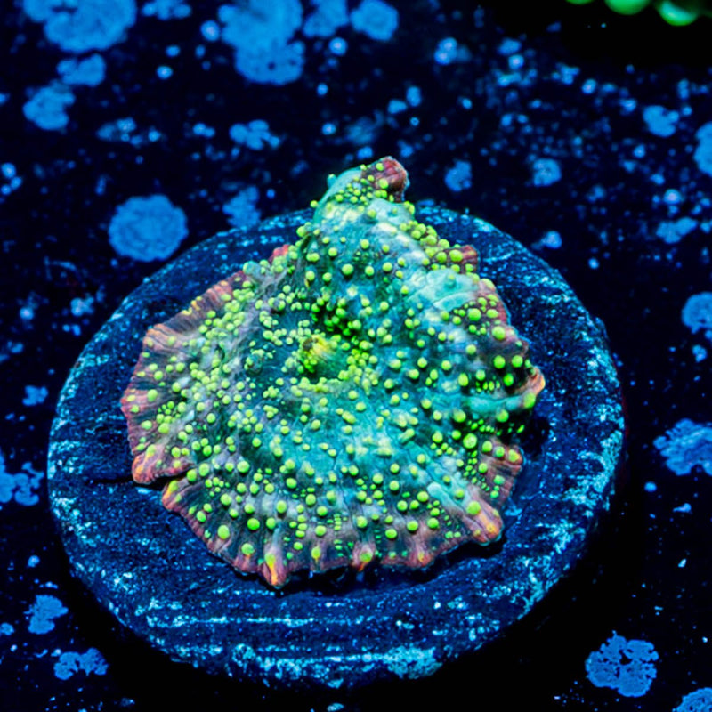 Lunar Interstellar Mushroom