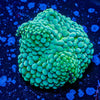 Ricordea Mushroom - riptide aquaculture llc