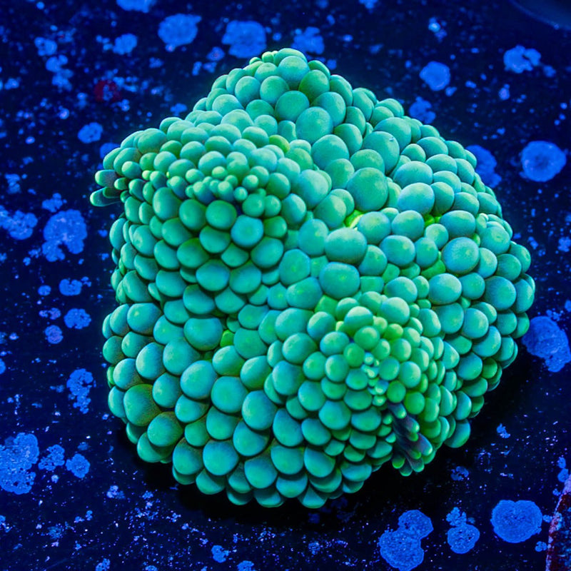 Ricordea Mushroom
