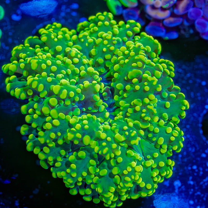 Neon Green Octospawn