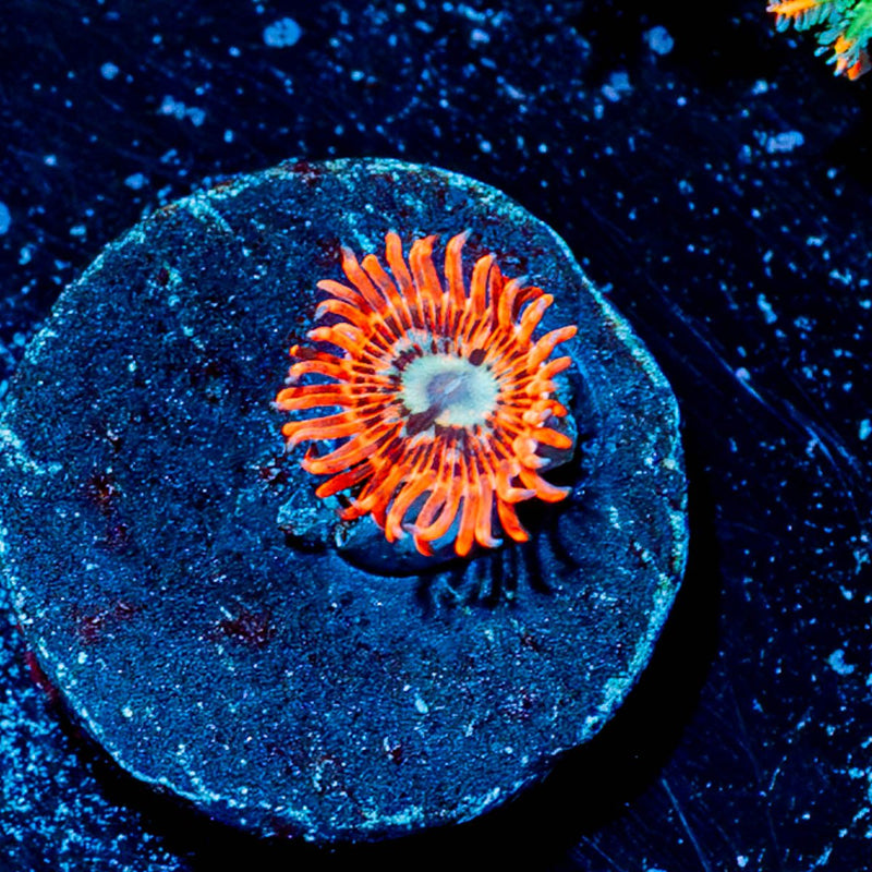 Brimstone Zoanthid