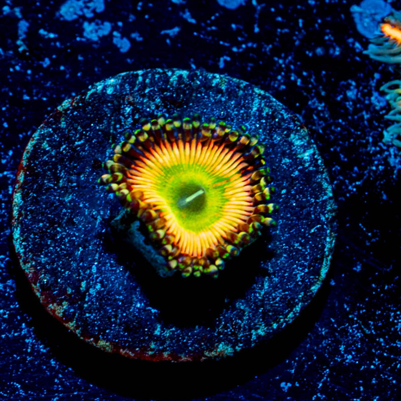 Peach Tea Zoanthid