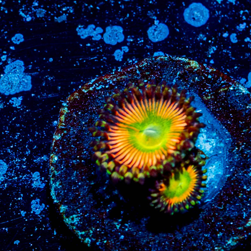 Peach Tea Zoanthid