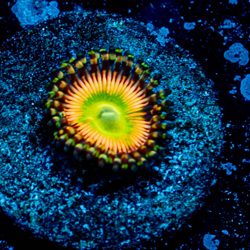 Peach Tea Zoanthid