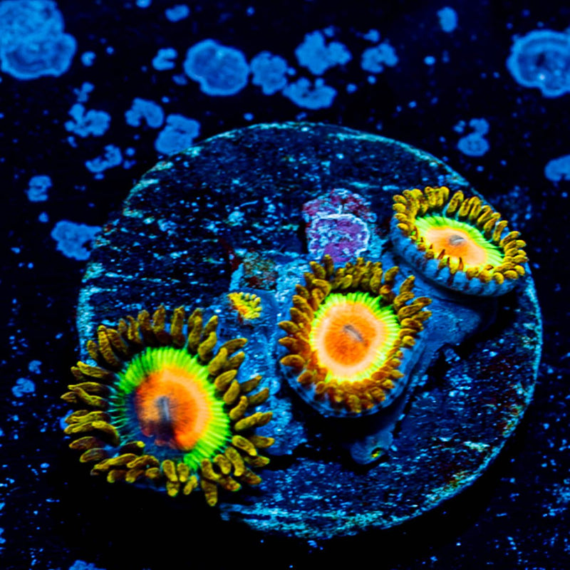 Rasta Zoanthid