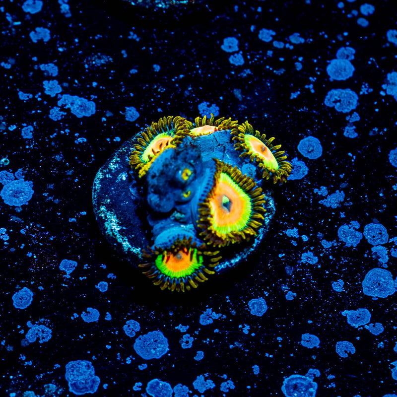 Rasta Zoanthid