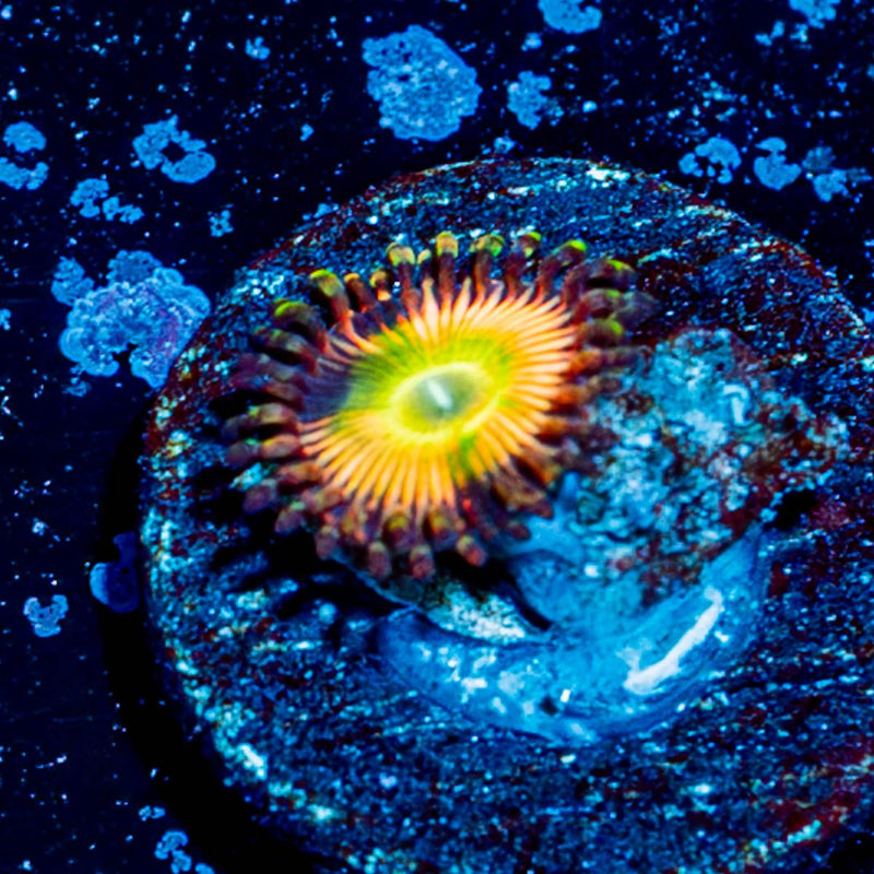 Peach Tea Zoanthid