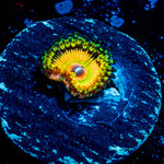 Hyper Jubilees Zoanthid - riptide aquaculture llc