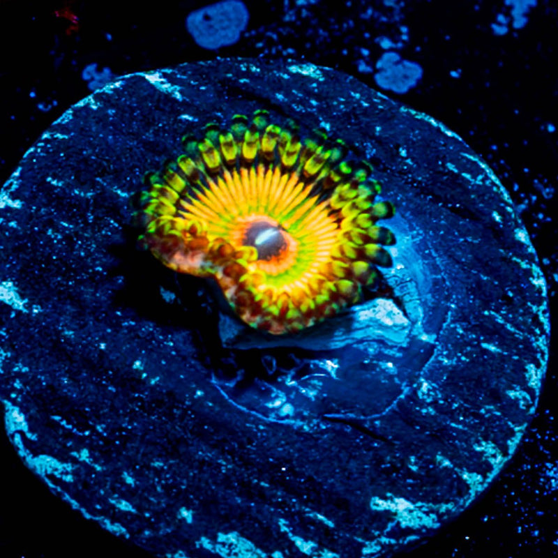 Hyper Jubilees Zoanthid