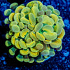 Monty Python Hammer - riptide aquaculture llc