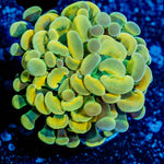 Monty Python Hammer - riptide aquaculture llc