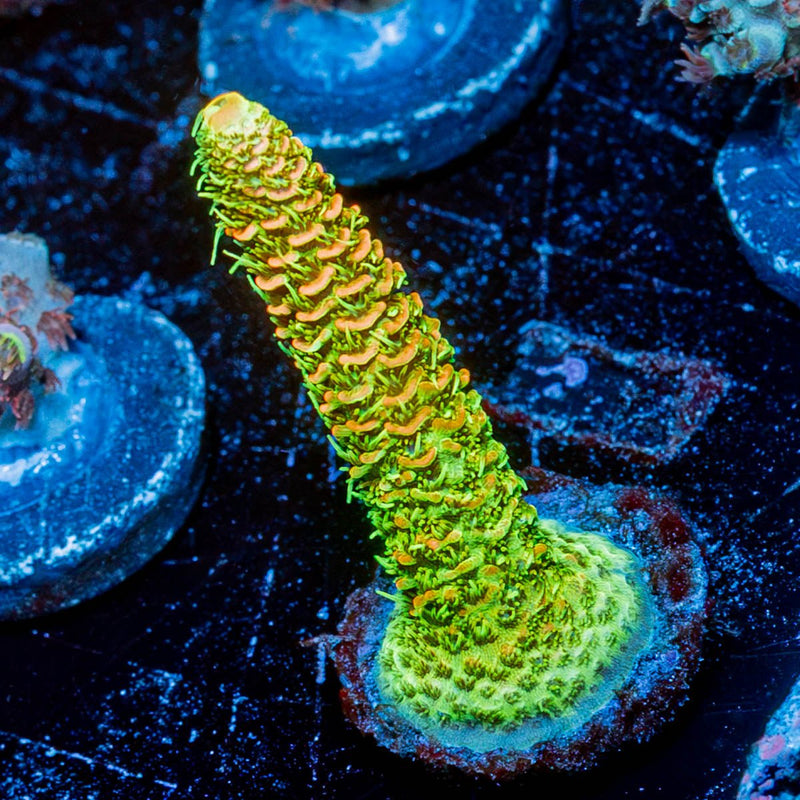 RMF Acid Trip Millepora