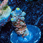 Cherry Bomb Acropora - riptide aquaculture llc