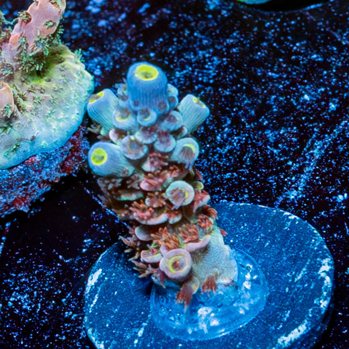 Cherry Bomb Acropora - riptide aquaculture llc