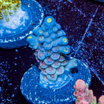 Rainbow Fusion Acropora - riptide aquaculture llc
