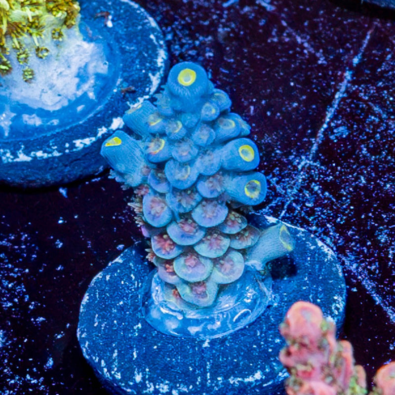 Rainbow Fusion Acropora