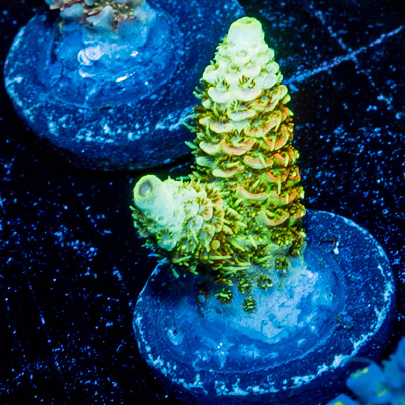 RMF Acid Trip Millepora