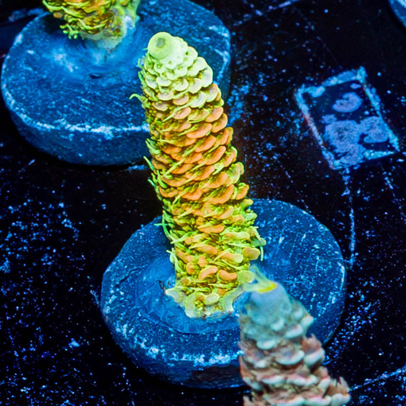 RMF Acid Trip Millepora