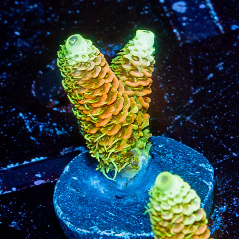 RMF Acid Trip Millepora