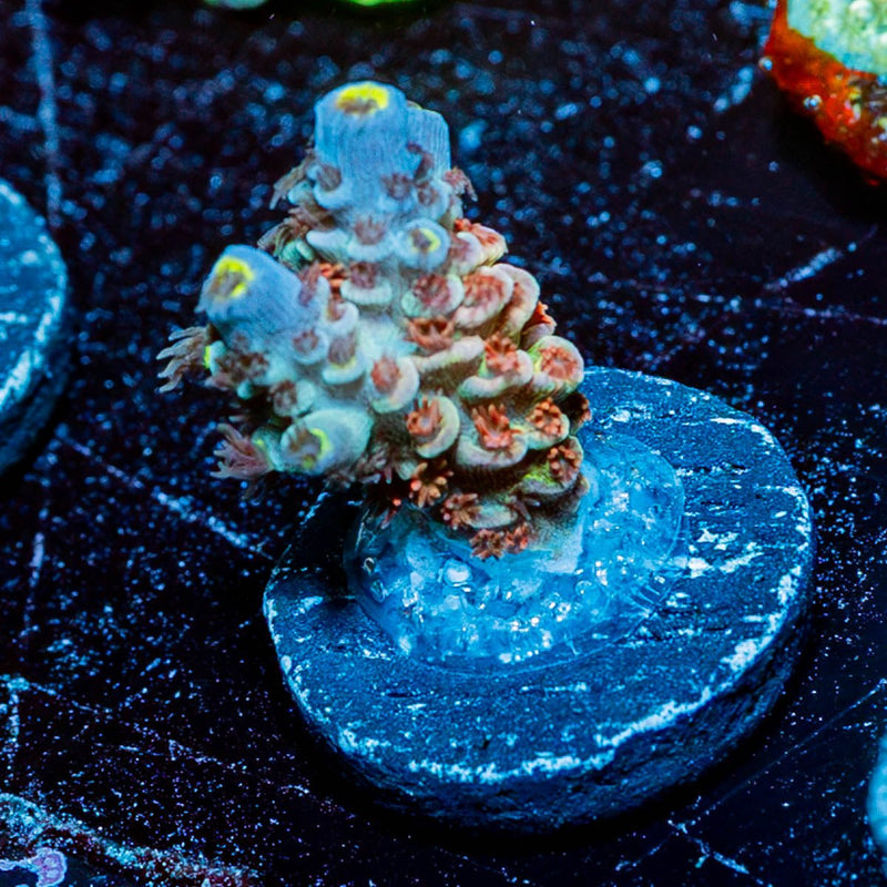 Cherry Bomb Acropora