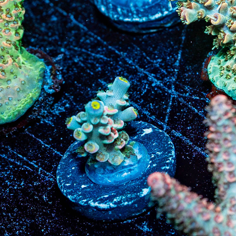 Circus Freak Acropora