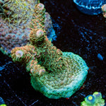 Dream Coral Acropora - riptide aquaculture llc