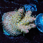 Purple Haze Acropora - riptide aquaculture llc