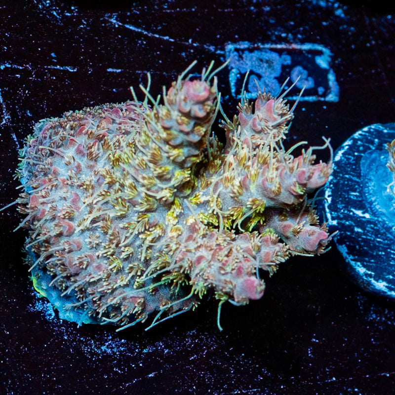 Purple Haze Acropora