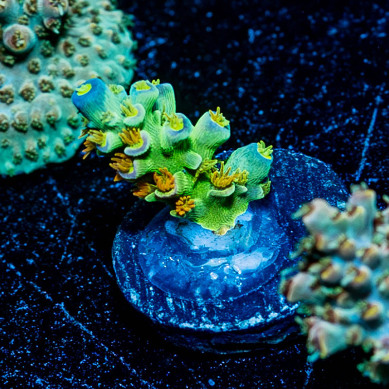 SC Orange Passion Acropora