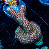 judge Judy Acropora - riptide aquaculture llc