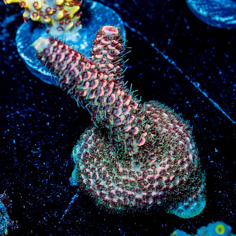 judge Judy Acropora
