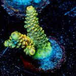 Skywalker Millepora - riptide aquaculture llc