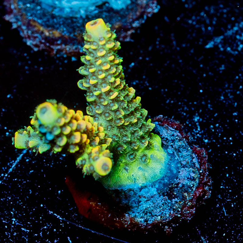 Skywalker Millepora