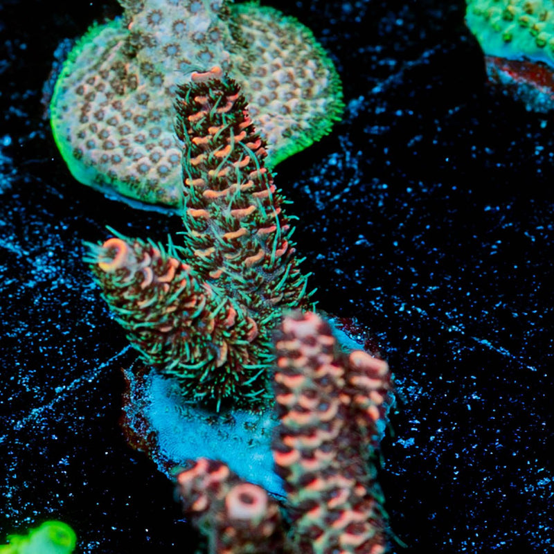 judge Judy Millepora