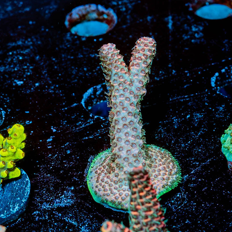 judge Judy Millepora