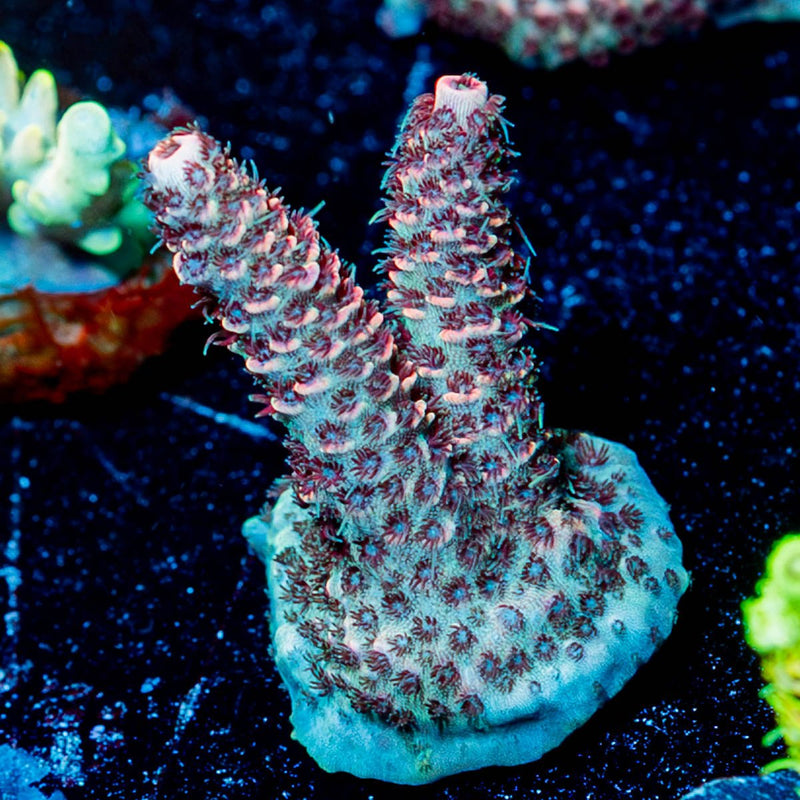 judge Judy Millepora