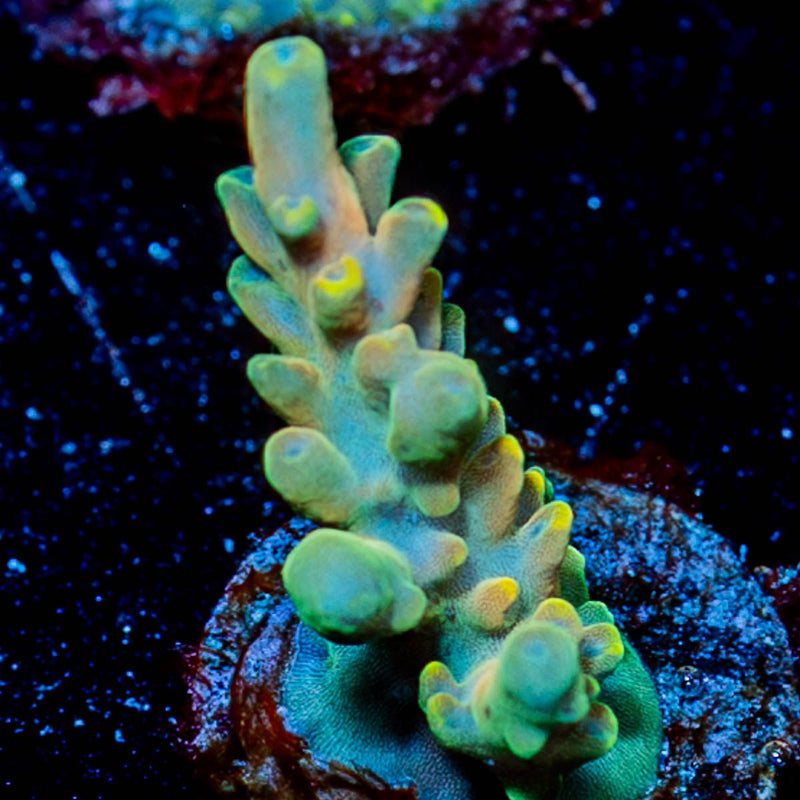 Bali Shortcake Acropora