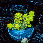Firefly Acropora - riptide aquaculture llc